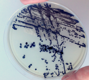 Cdiff_August-PC-Newsletter