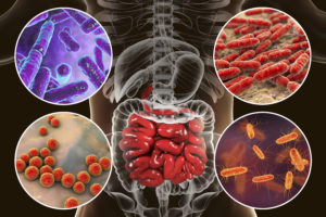 Intestinal microbiome, bacteria colonizing small intestine